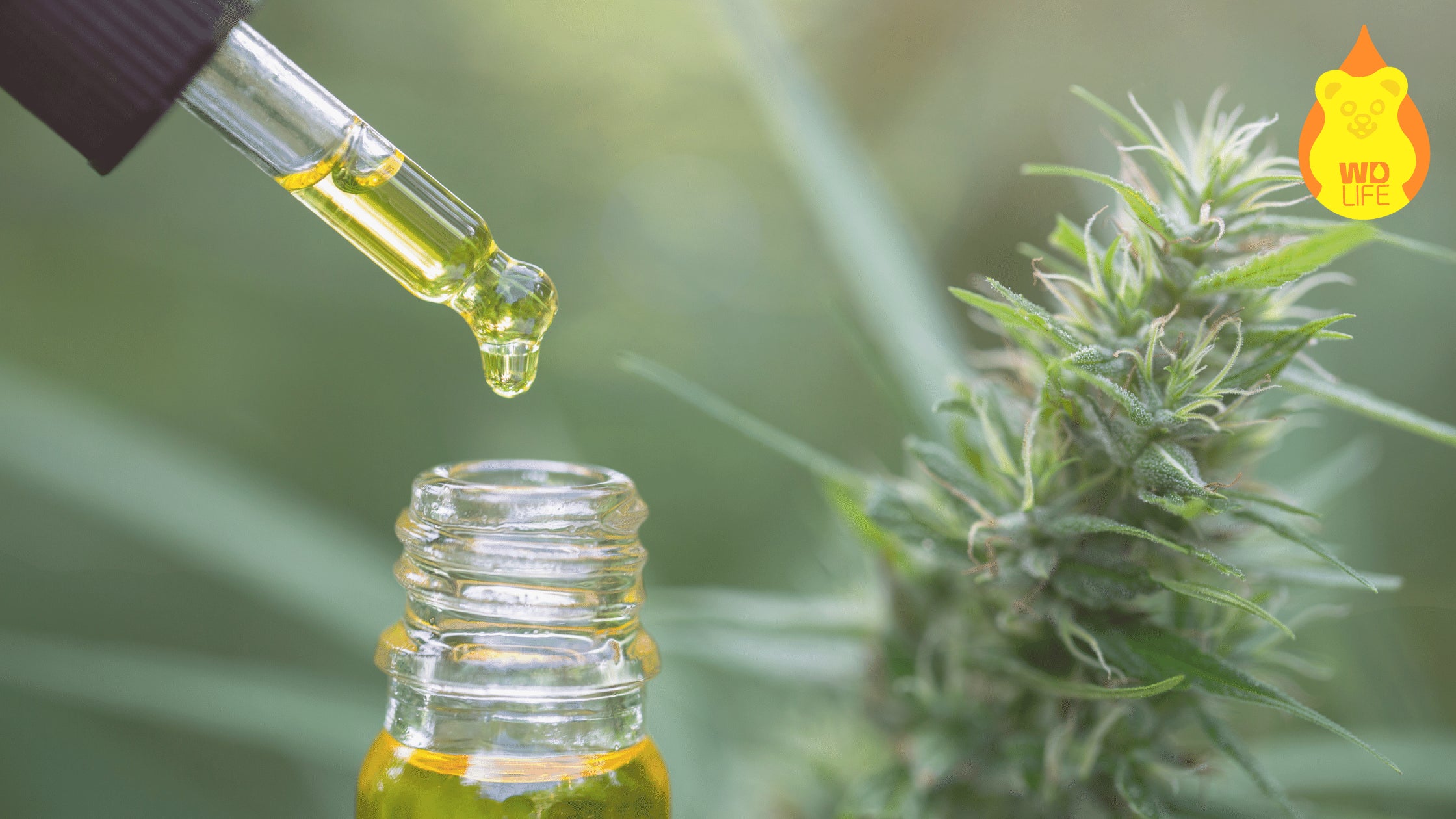 Microdosificación de CBD en México: Tu Clave para un Consumo Controlado